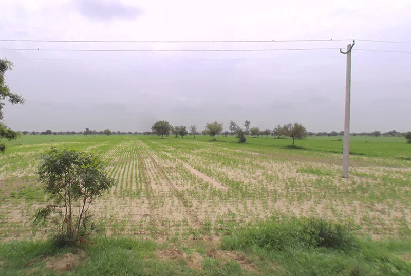 Budak, Haryana 125004, India preview 3