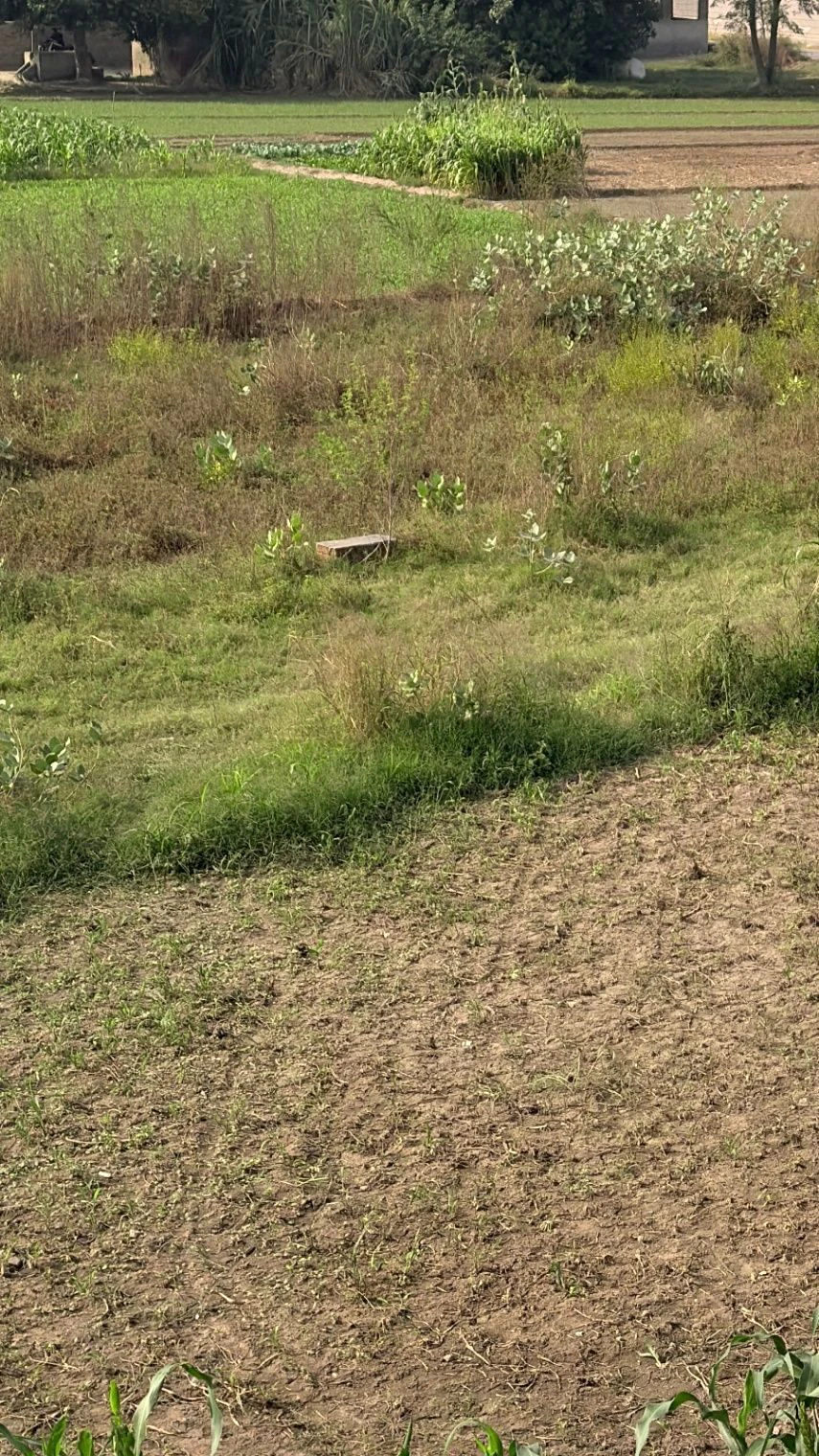 Maksudangarh, Guna, Madhya Pradesh, India