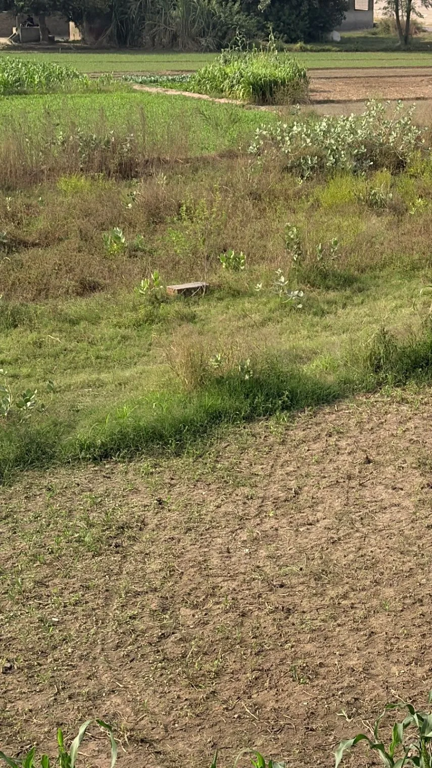 Maksudangarh, Guna, Madhya Pradesh, India - Photo 2