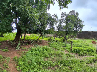 QQVP+85Q, Chhatarpur, NH 39, Ganj, Madhya Pradesh 471105, India preview 2