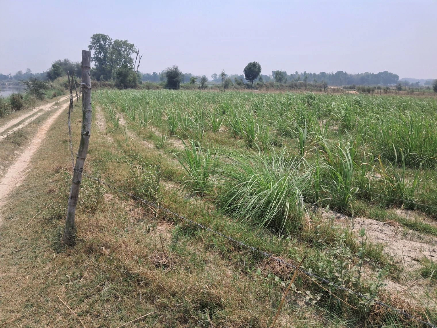P7P3+H6 Tihura Uparhar, Uttar Pradesh, India