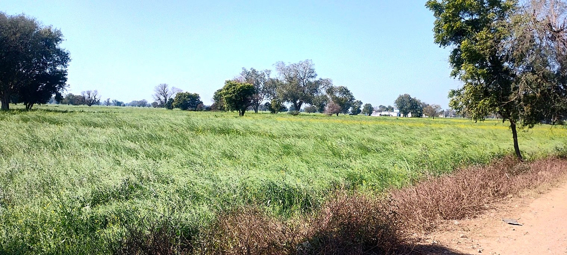 Badka, Rajasthan, India