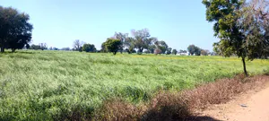 Badka, Rajasthan, India preview 3