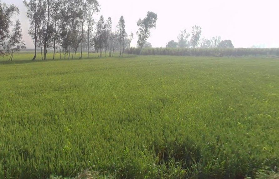 Mawana, Uttar Pradesh, India