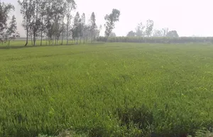 Mawana, Uttar Pradesh, India preview 2