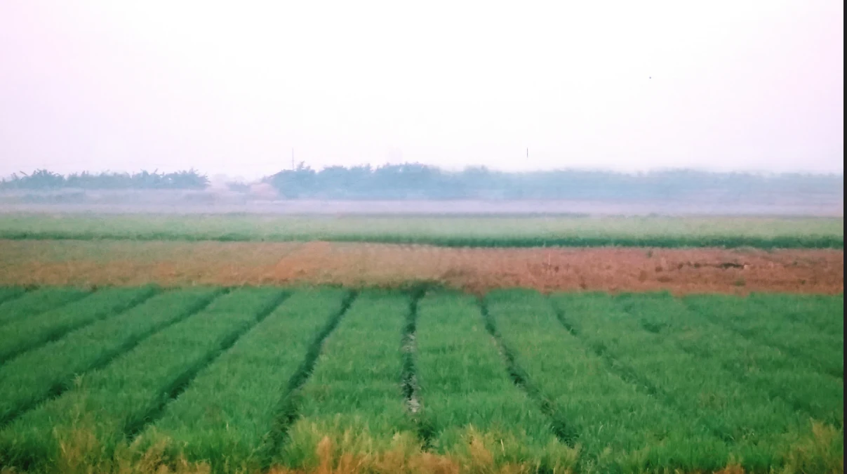 Gadamore, Chhattisgarh 491337, India