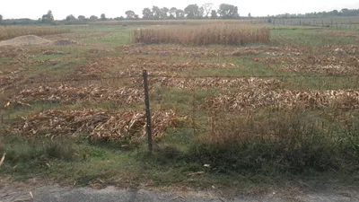 P675+X8 Dadera, Uttar Pradesh, India preview 6