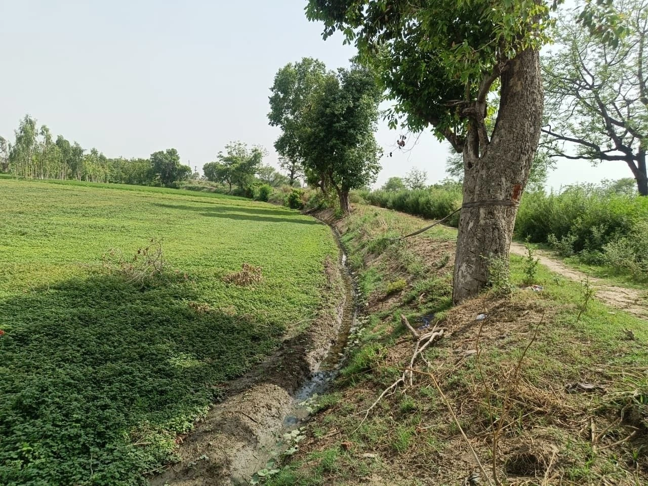 Selakui, Dehradun, Uttarakhand, India