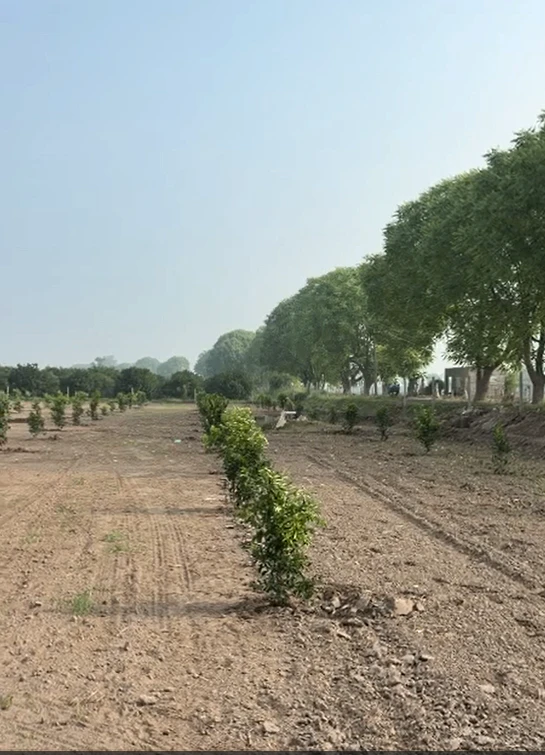 27QV+JM5, Fazilka, Bhagsar, Punjab 152026, India