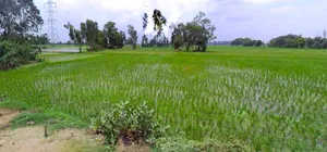 Jhargram, West Bengal, India preview 3