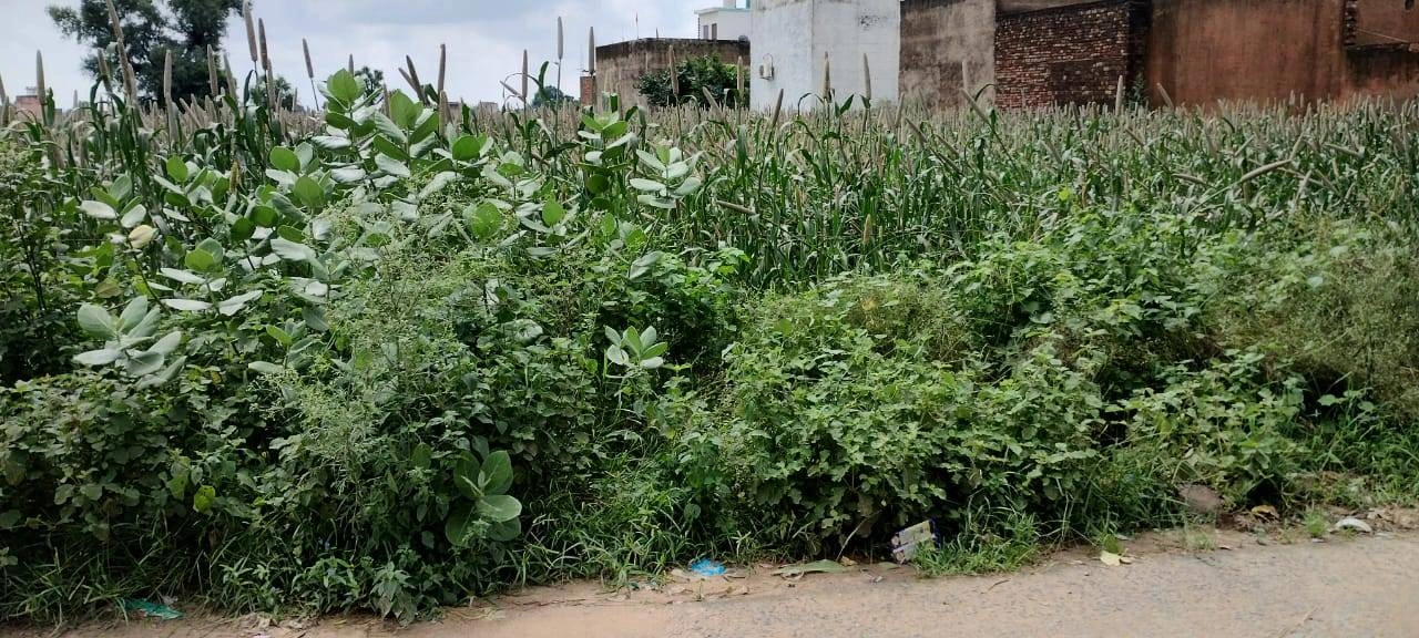 Barodameo, Rajasthan 301021, India