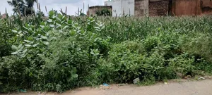 Barodameo, Rajasthan 301021, India preview 5