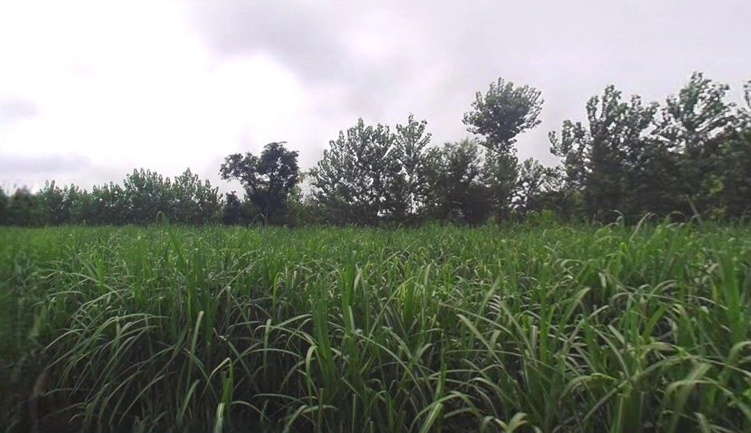 Jansath, Uttar Pradesh 251314, India preview 3