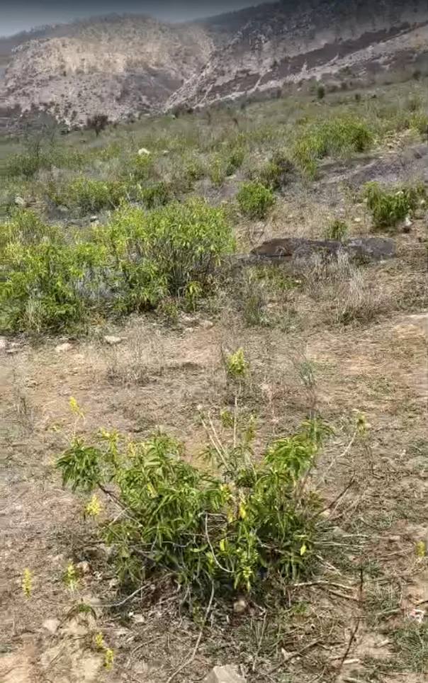 77HQ+9R3, Kishori, Rajasthan 301022, India