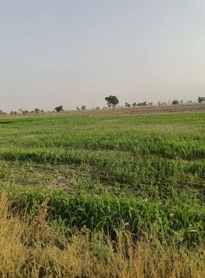 Siyana, Uttar Pradesh 203412, India preview 3