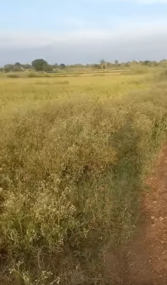87Q5+XHW, Ranga Reddy, Peddamangalaram, Telangana 501504, India - Photo 3