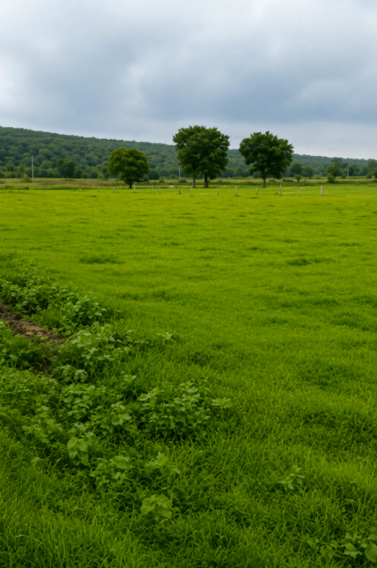 Sonkatch, Dewas, Madhya Pradesh 455118, India