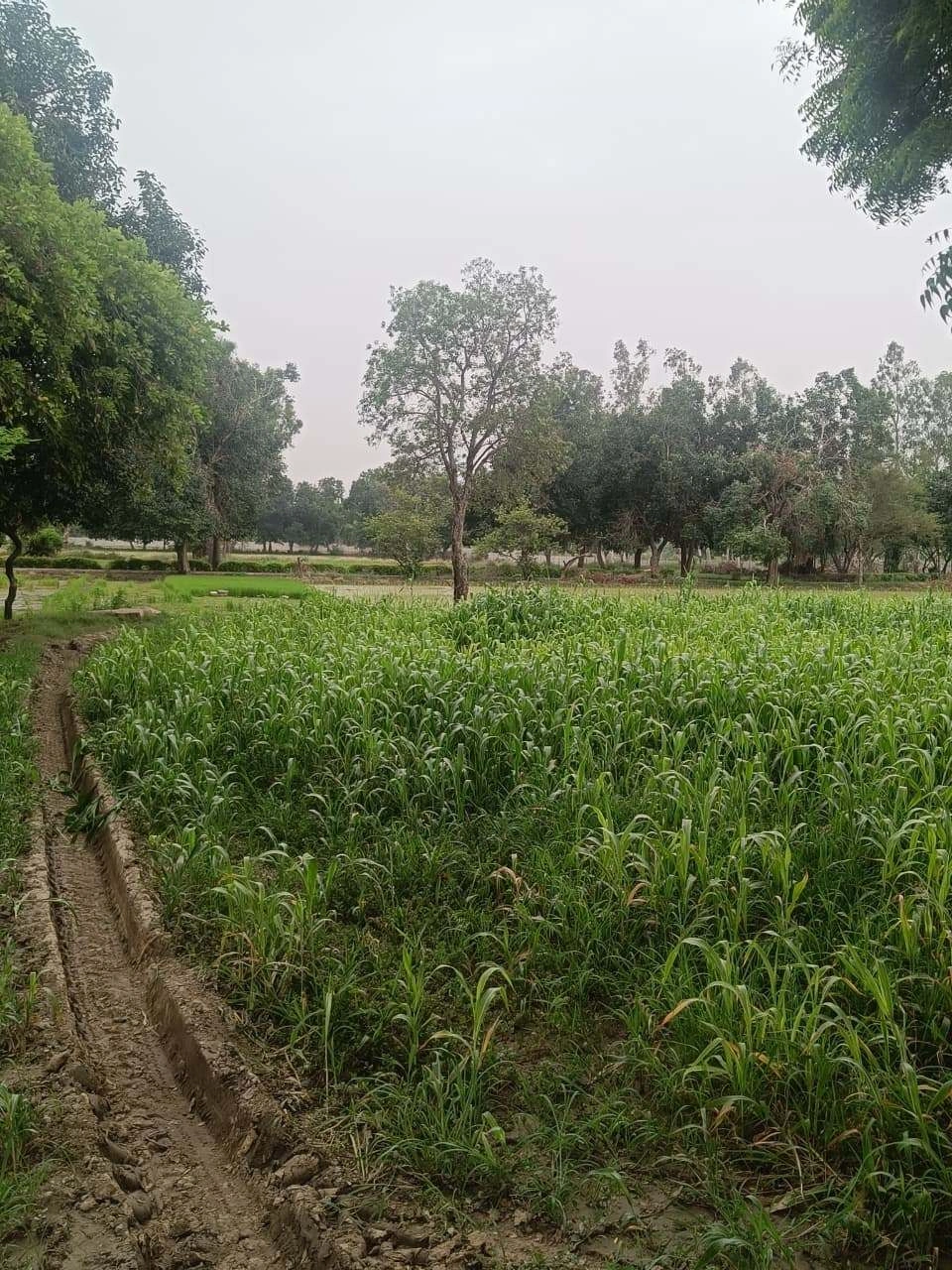 Baraka, Palwal, Uttar Pradesh, India preview 3