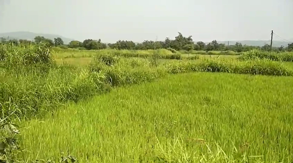 X52H+MMQ, Mahabubnagar, Balanagar, Telangana 509202, India