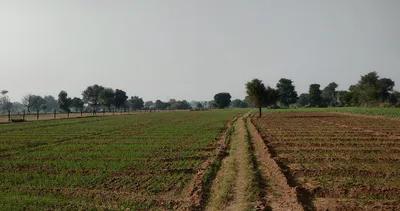 Fagan Majra, Punjab 147006, India preview 3
