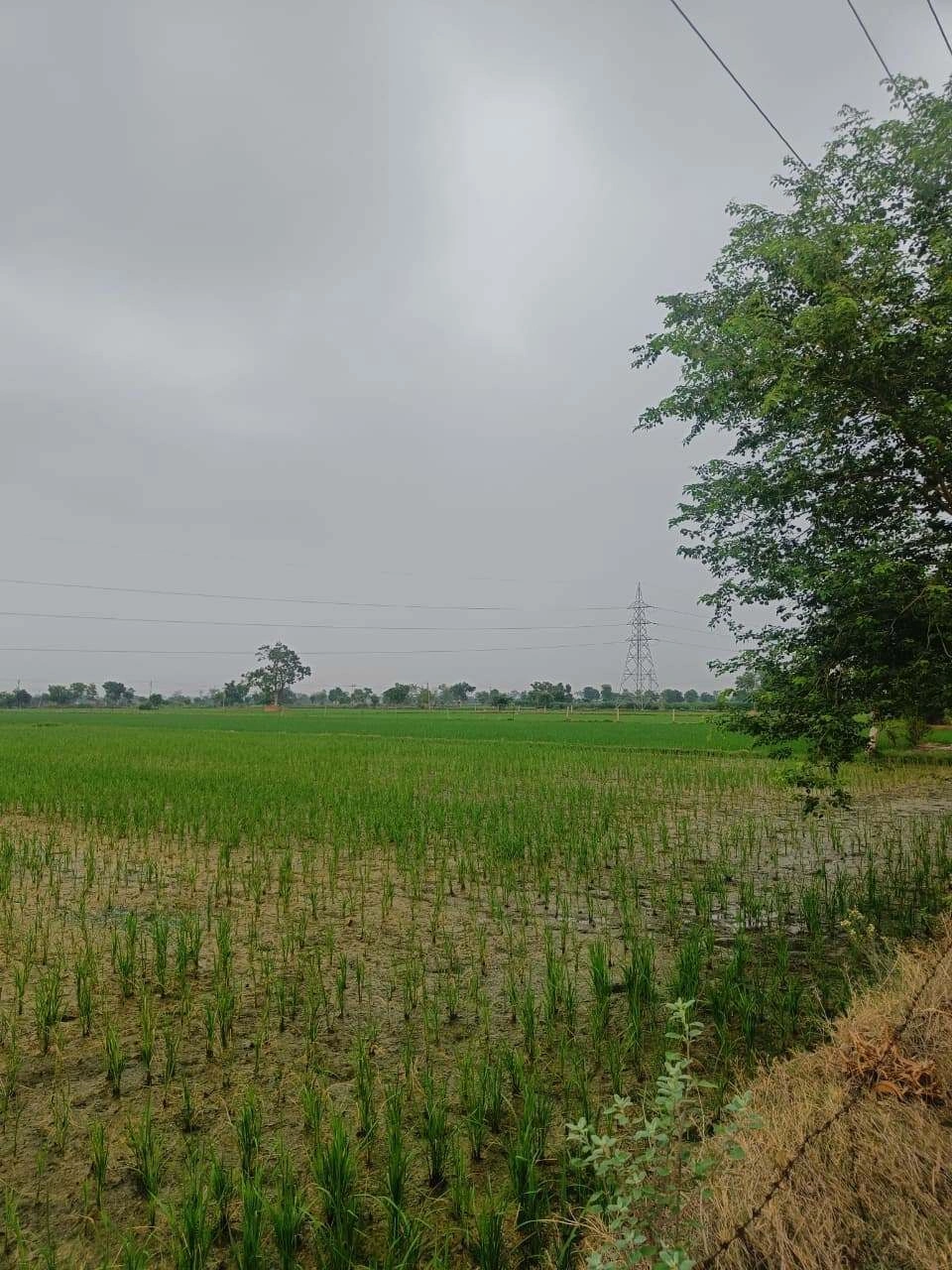 Bukharari, Mathura, Uttar Pradesh, India