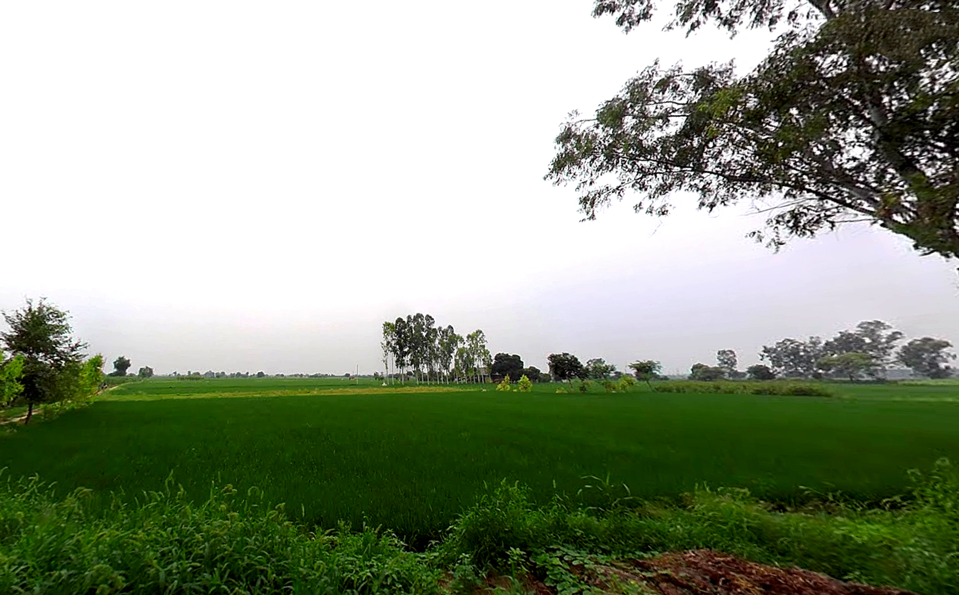 Shahpur, Haryana 132107, India