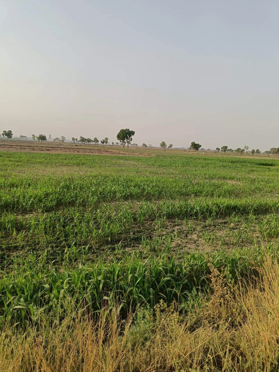 H2VJ+9V6, Jaipur, Vrindawanpura at Roopwas, Rajasthan, India