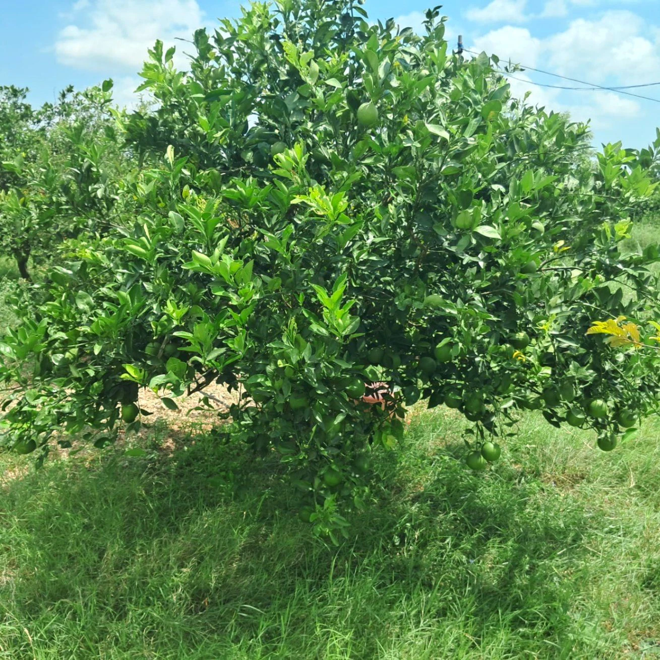 V7VW+C3 Venkatapuram, Nalgonda, Telangana, India