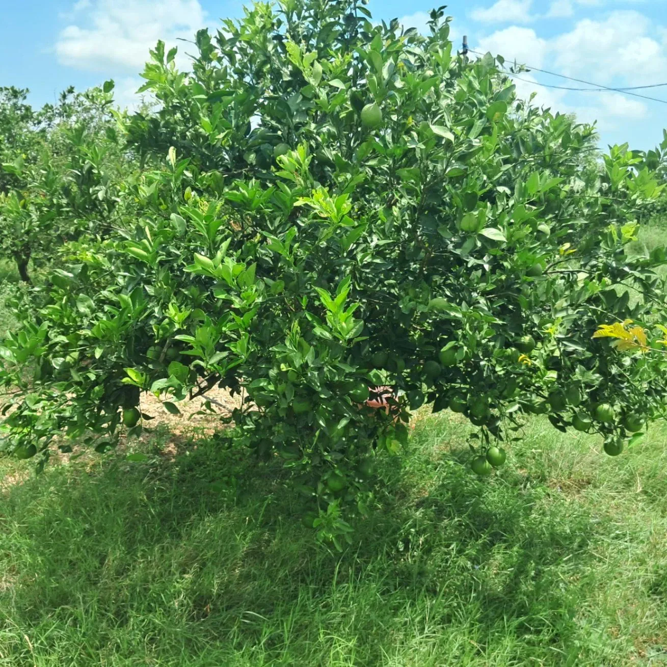 V7VW+C3 Venkatapuram, Nalgonda, Telangana, India