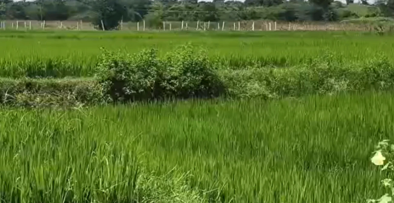 H77M+W9 Kummera, Nagarkurnool, Telangana, India