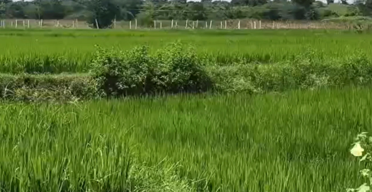 H77M+W9 Kummera, Nagarkurnool, Telangana, India