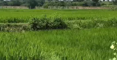H77M+W9 Kummera, Nagarkurnool, Telangana, India preview 3