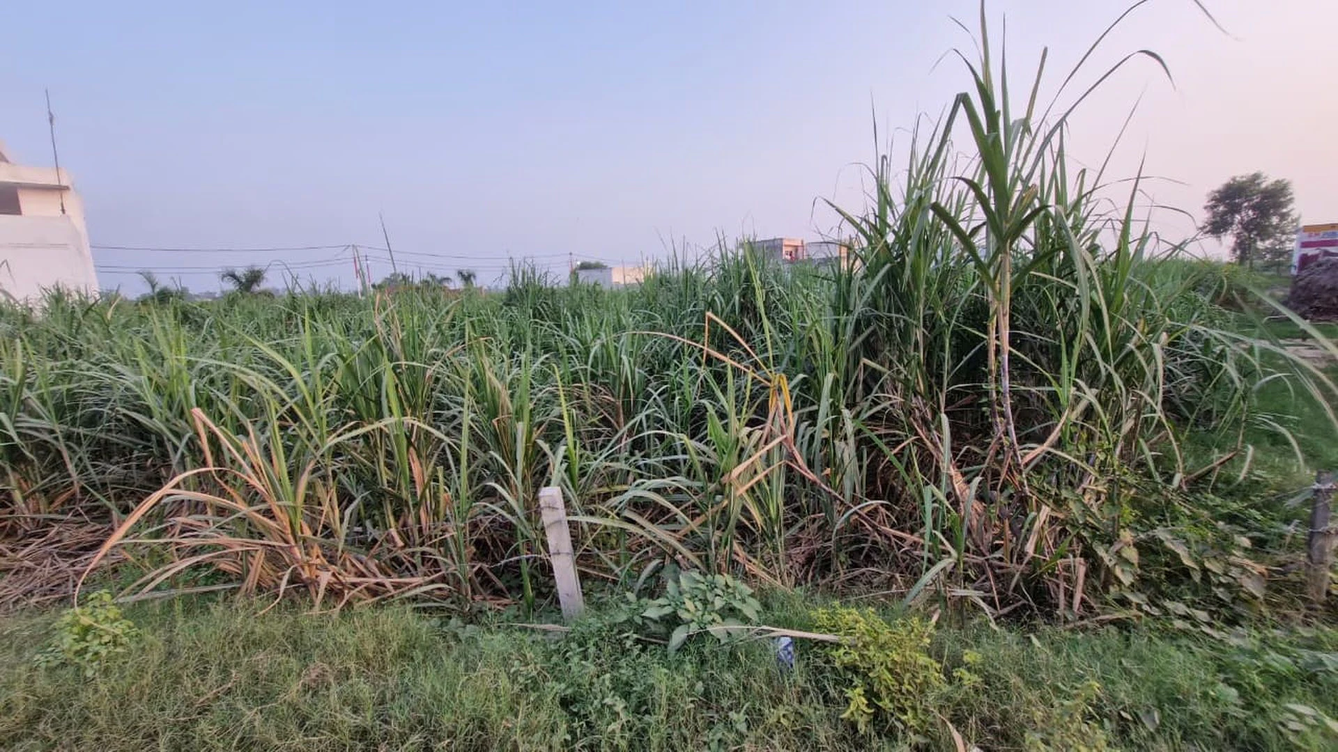 Agwanpur, Uttar Pradesh 250406, India