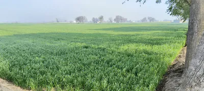 Barsana, Uttar Pradesh 281405, India preview 3
