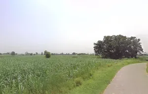 Pithlokar, Uttar Pradesh 250342, India preview 3
