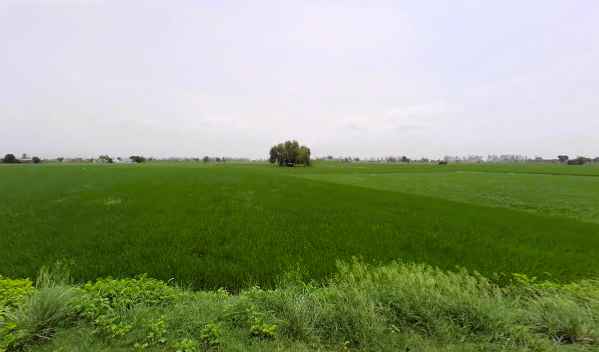 Nissing, Haryana 132024, India