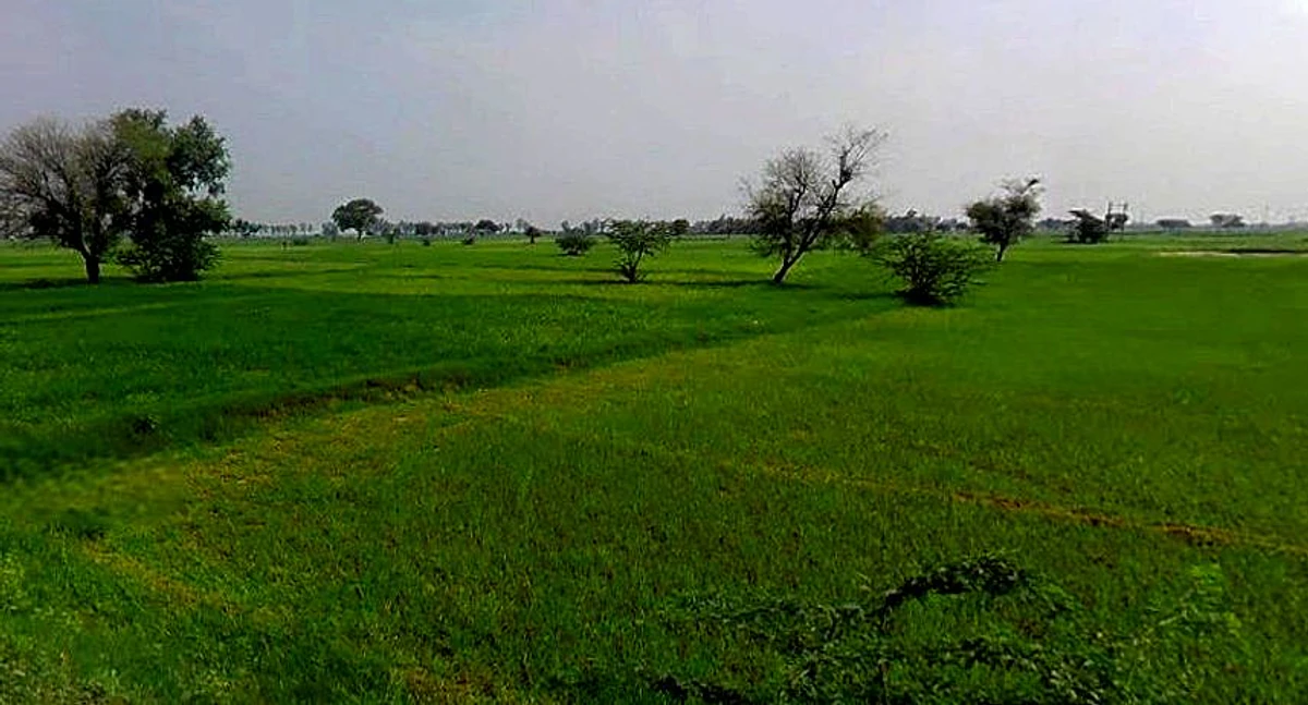 Chandla, Madhya Pradesh 471525, India
