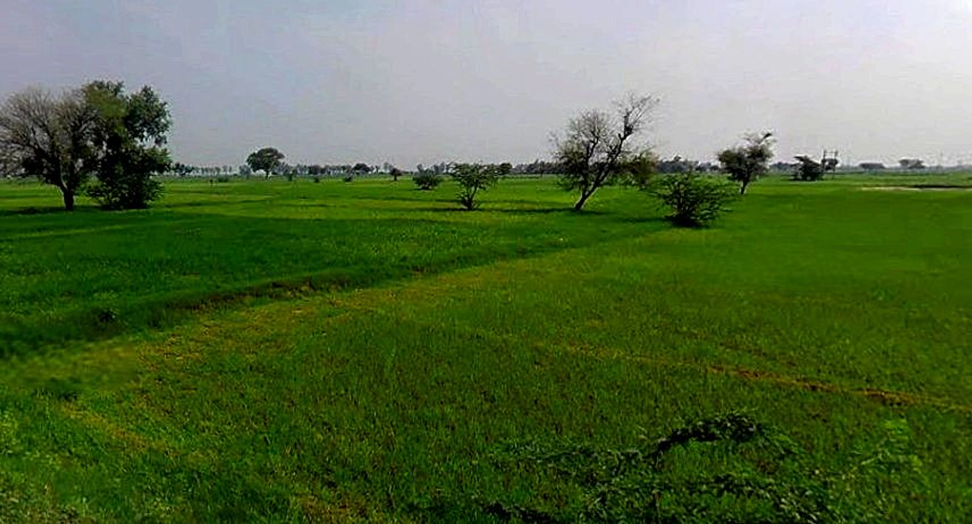 Chandla, Madhya Pradesh 471525, India