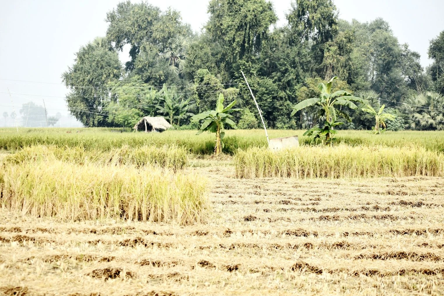 RV5P+HG2, Shakkar Khedi, Madhya Pradesh, India