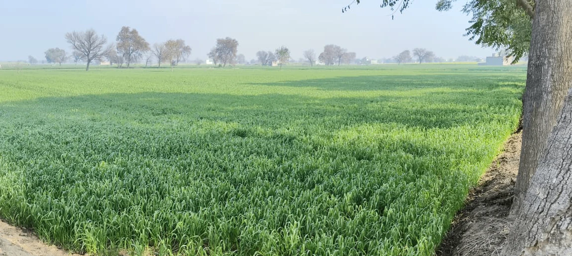Barsana, Uttar Pradesh 281405, India