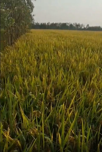 Belwai - Phulpur Rd, Jaunpur, Kutulupur, Uttar Pradesh 222180, India