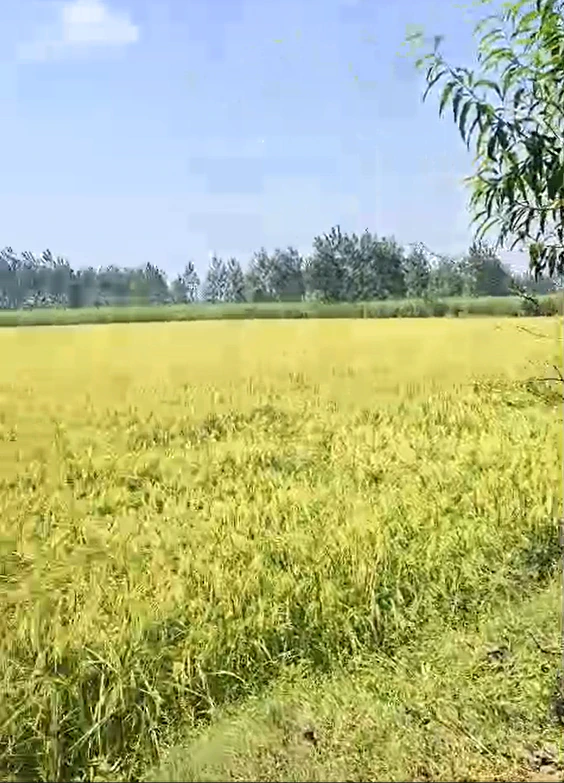 Kishanpur, Bijnor, Uttar Pradesh, India - Photo 4