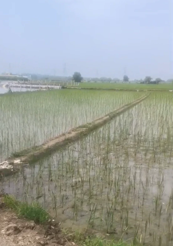 Garhshankar - Rawal Pindi Rd, Garhshankar, Punjab 144527, India
