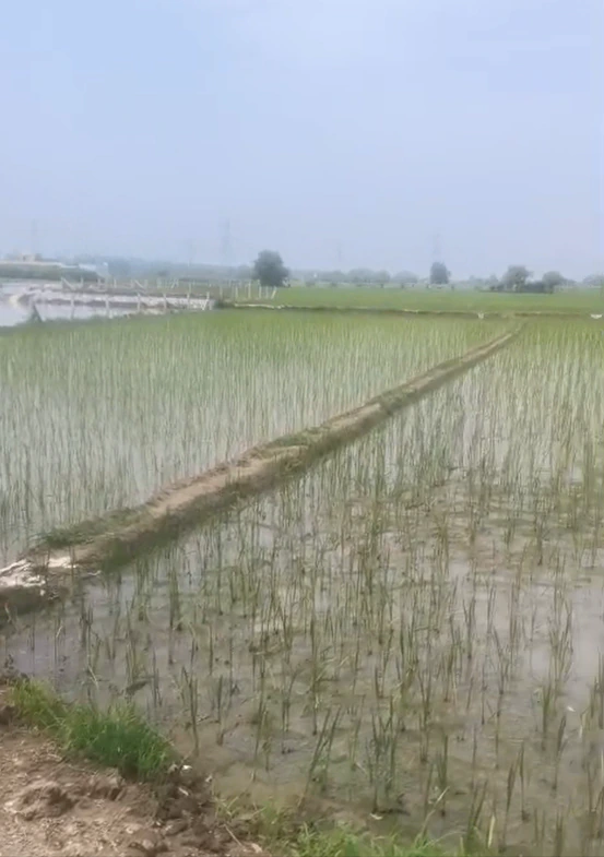 Garhshankar - Rawal Pindi Rd, Garhshankar, Punjab 144527, India