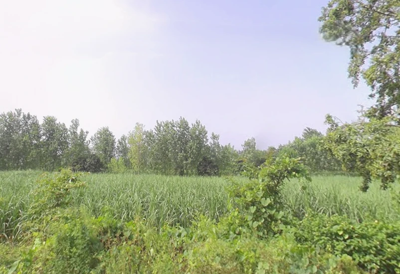 Rampur Maniharan Dehat, Uttar Pradesh 247451, India