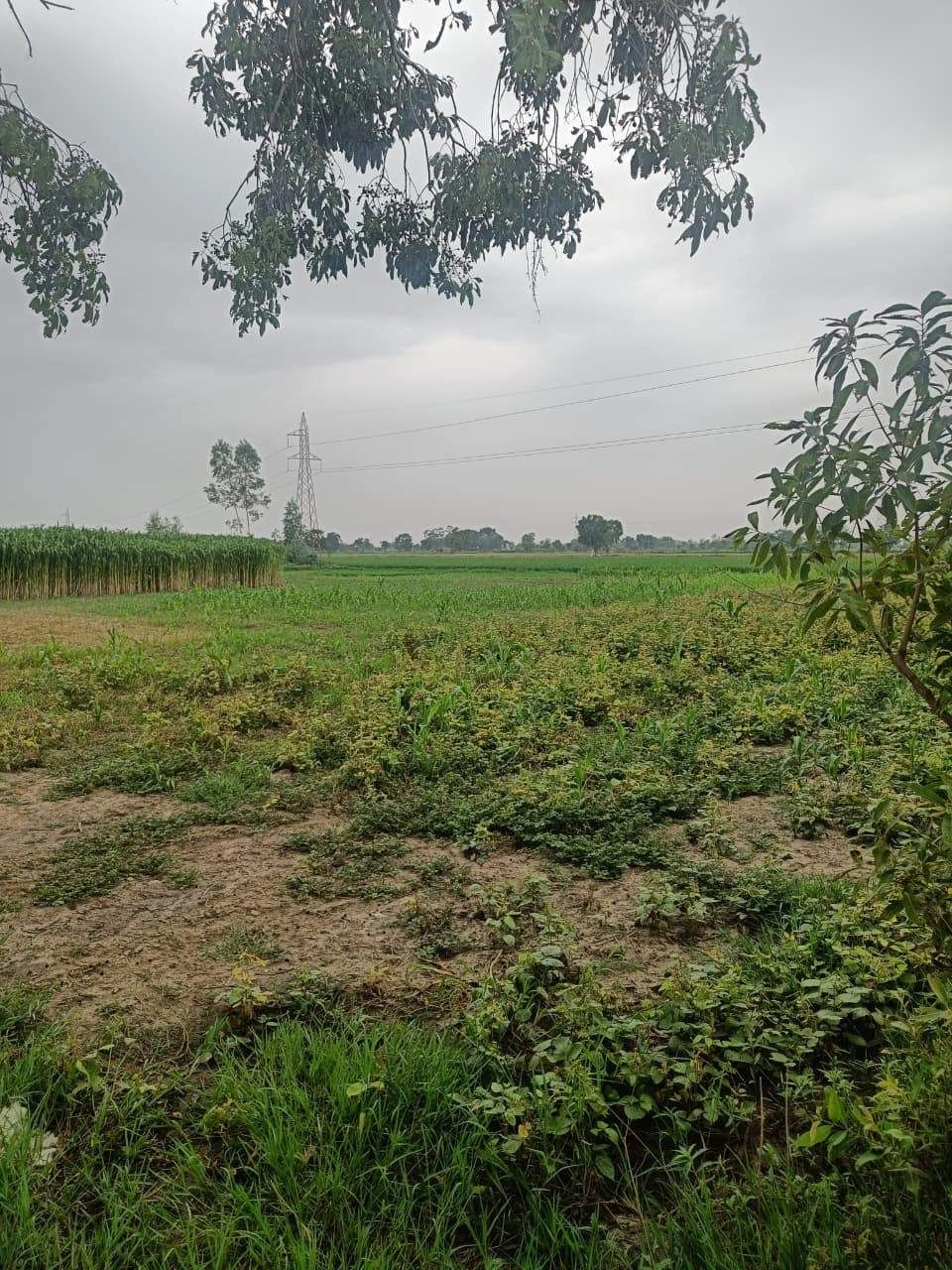 Bukharari, Mathura, Uttar Pradesh, India