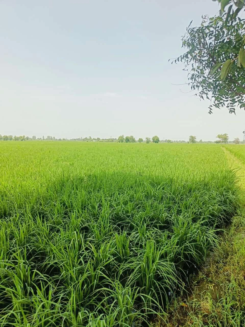 Bhudri, Mathura, Uttar Pradesh 281206, India