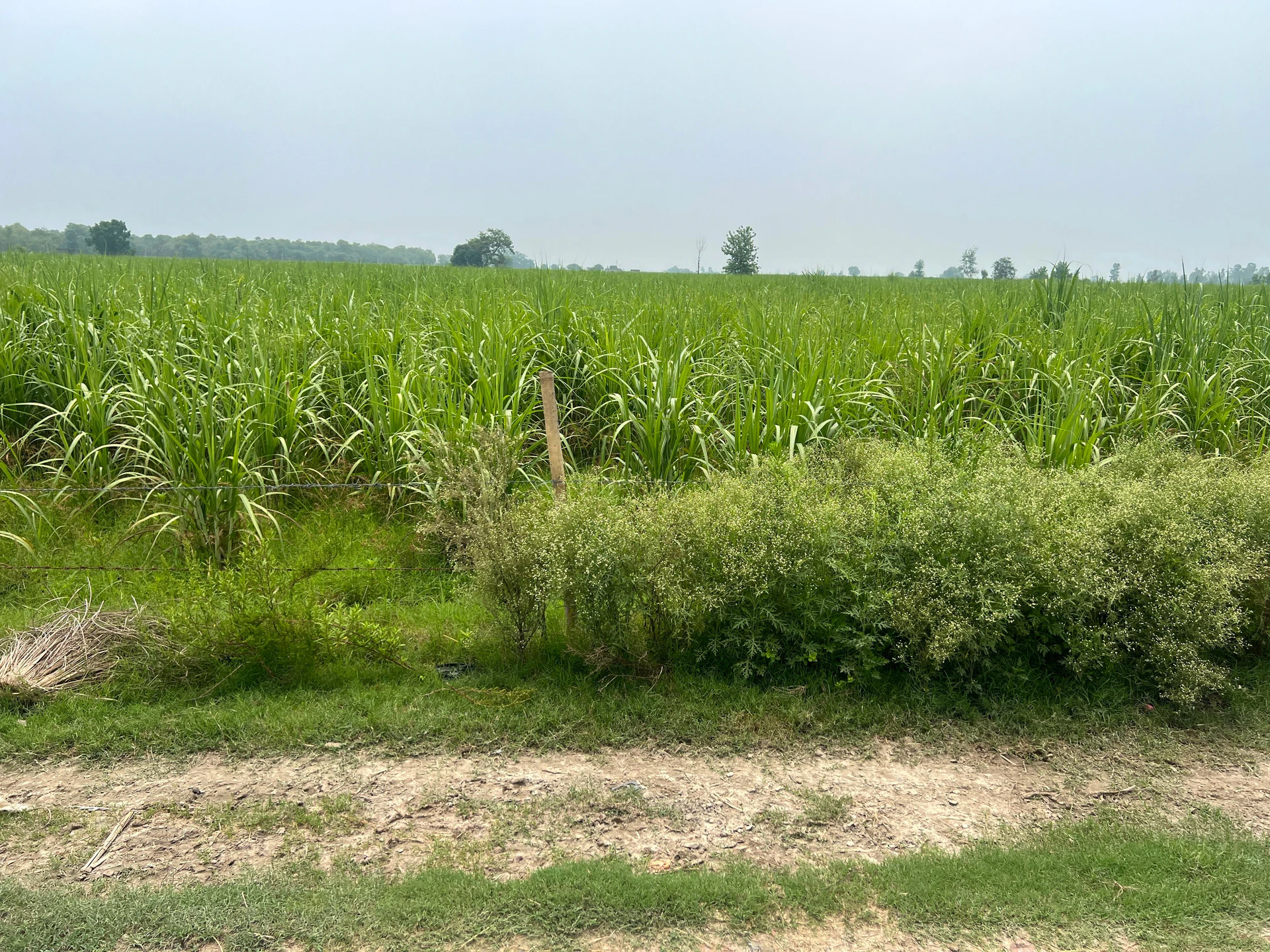 Mawana, Uttar Pradesh, India