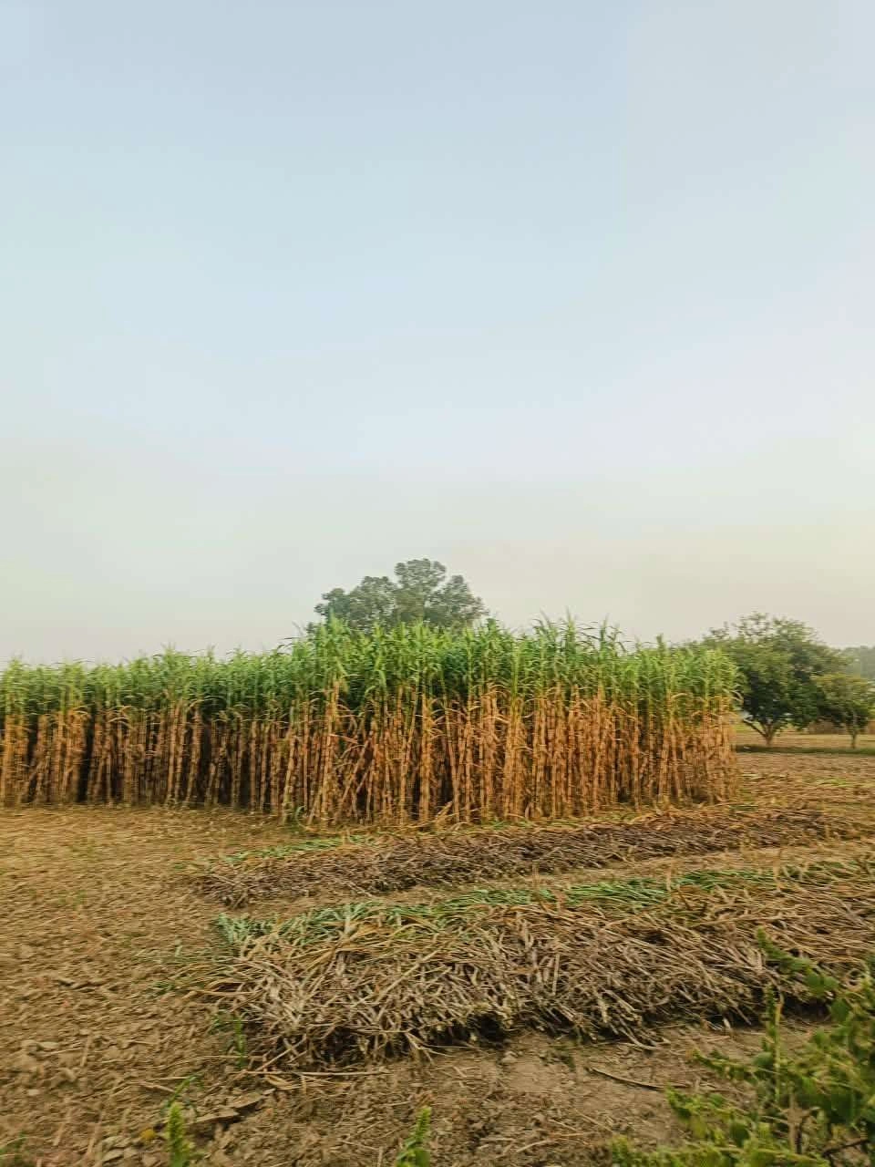 Bera, Mathura, Uttar Pradesh 281205, India