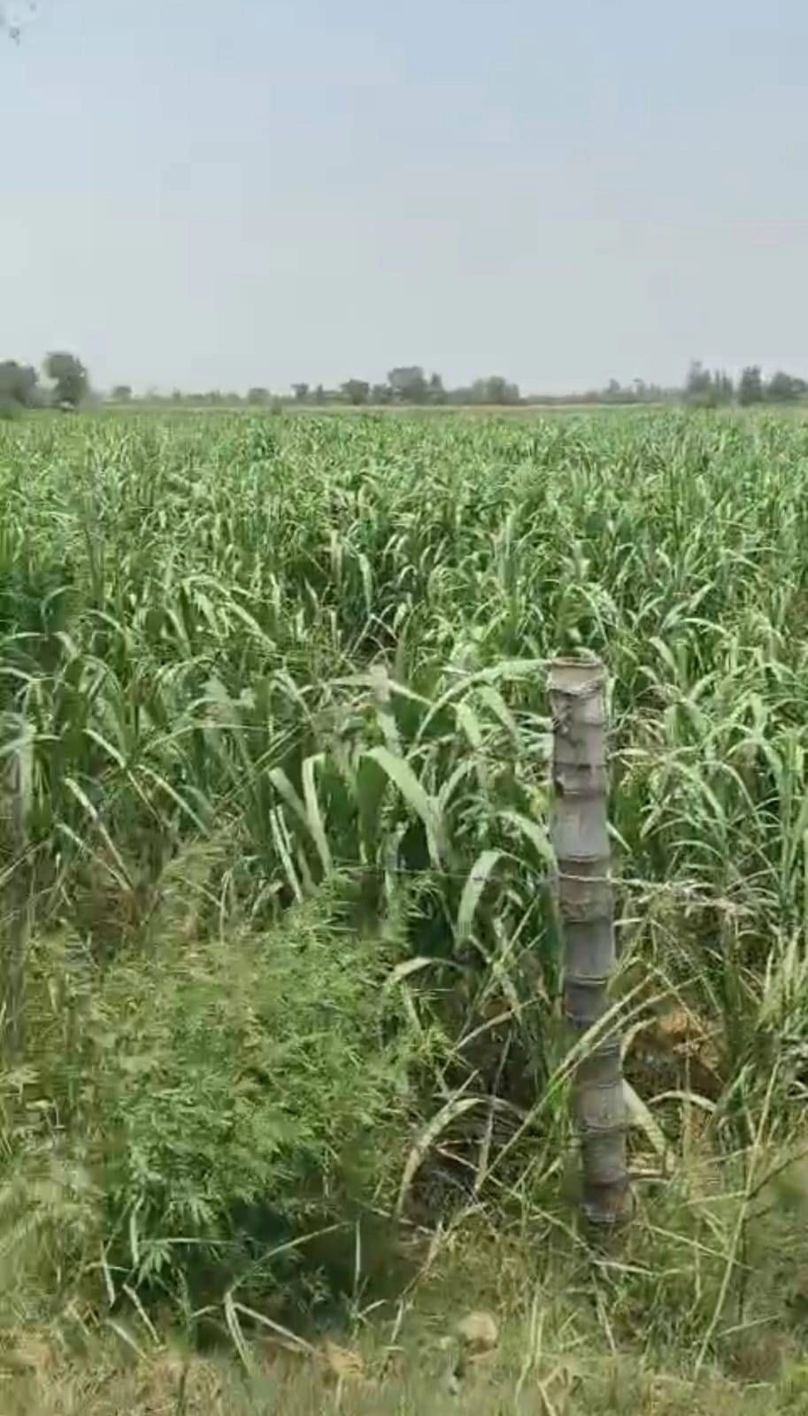 Jattari, Aligarh, Uttar Pradesh 202137, India